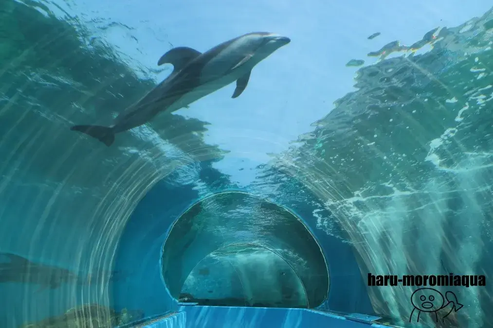 のとじま水族館 イルカ