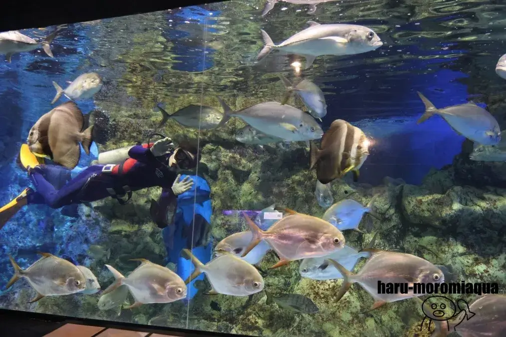 寺泊水族博物館 ダイバーショー