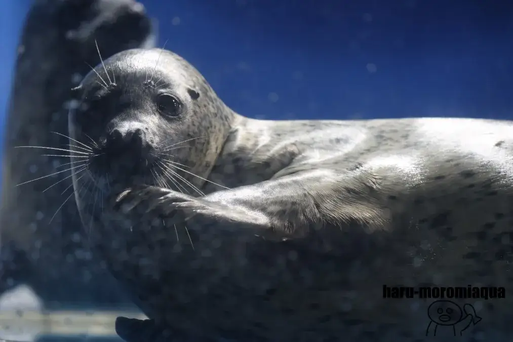 のとじま水族館 ゴマフアザラシ