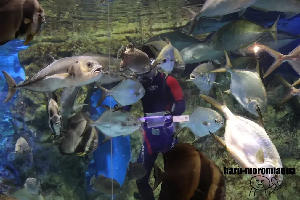 寺泊水族博物館 ダイバー