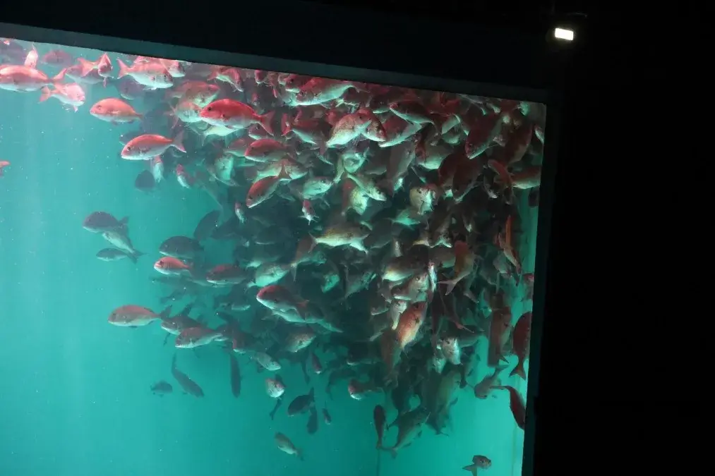 のとじま水族館 マダイショー