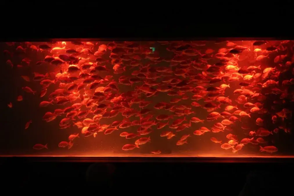 のとじま水族館 マダイの音と光のファンタジア