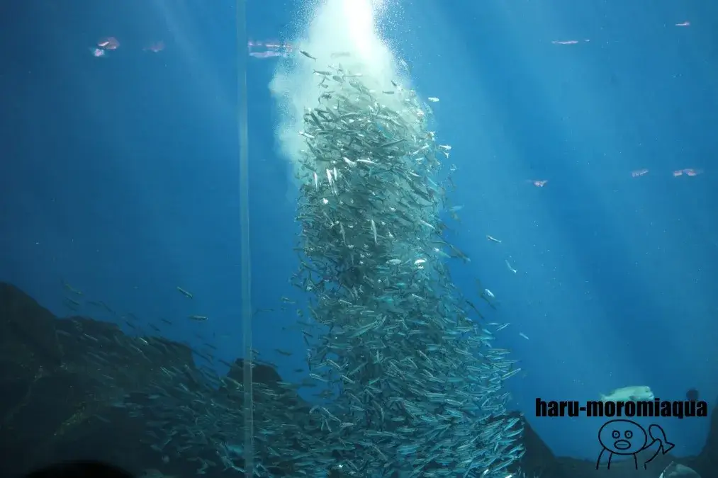のとじま水族館 イワシのビッグウェーブ