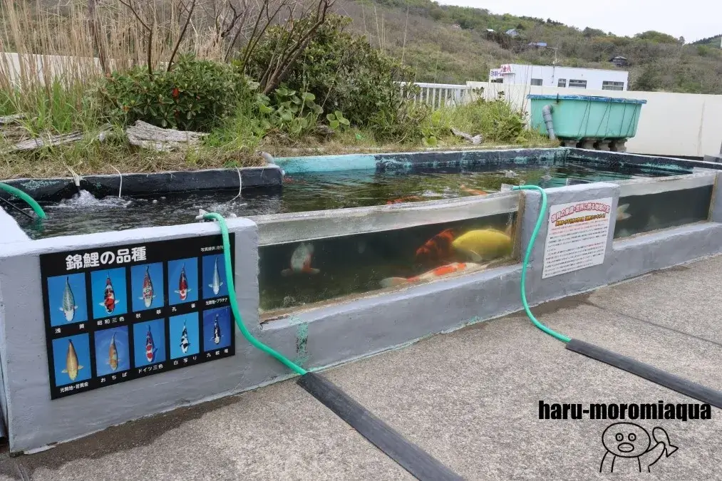 寺泊水族博物館