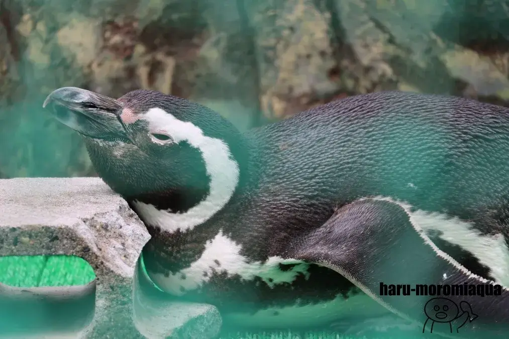 寺泊水族博物館 ペンギン