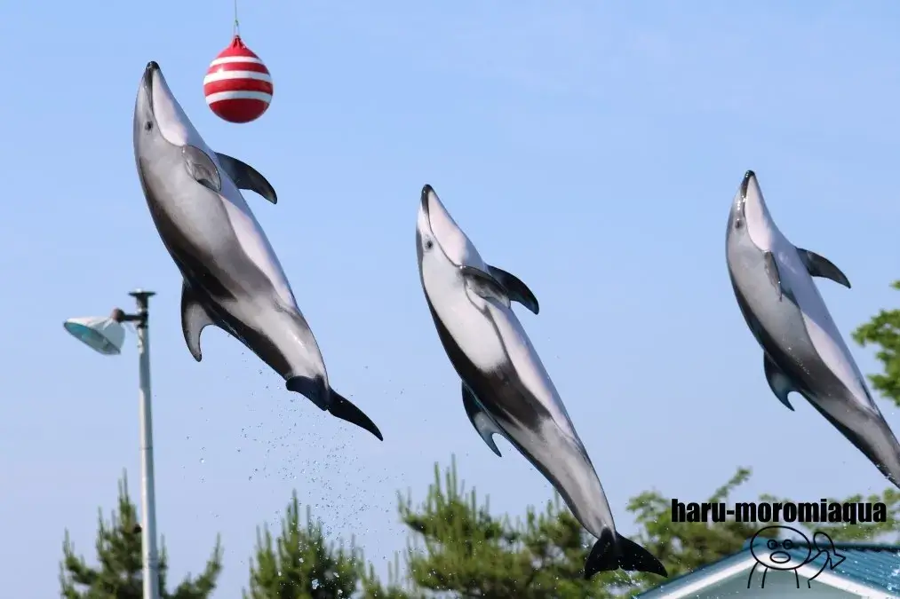 のとじま水族館 イルカショー