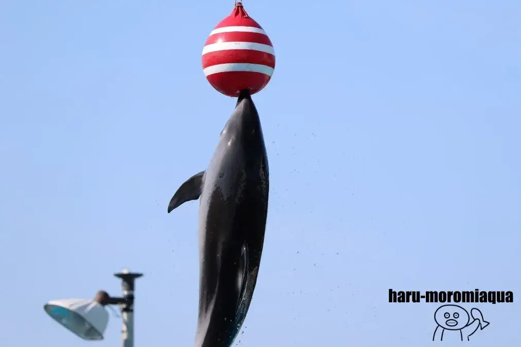 のとじま水族館 イルカショー