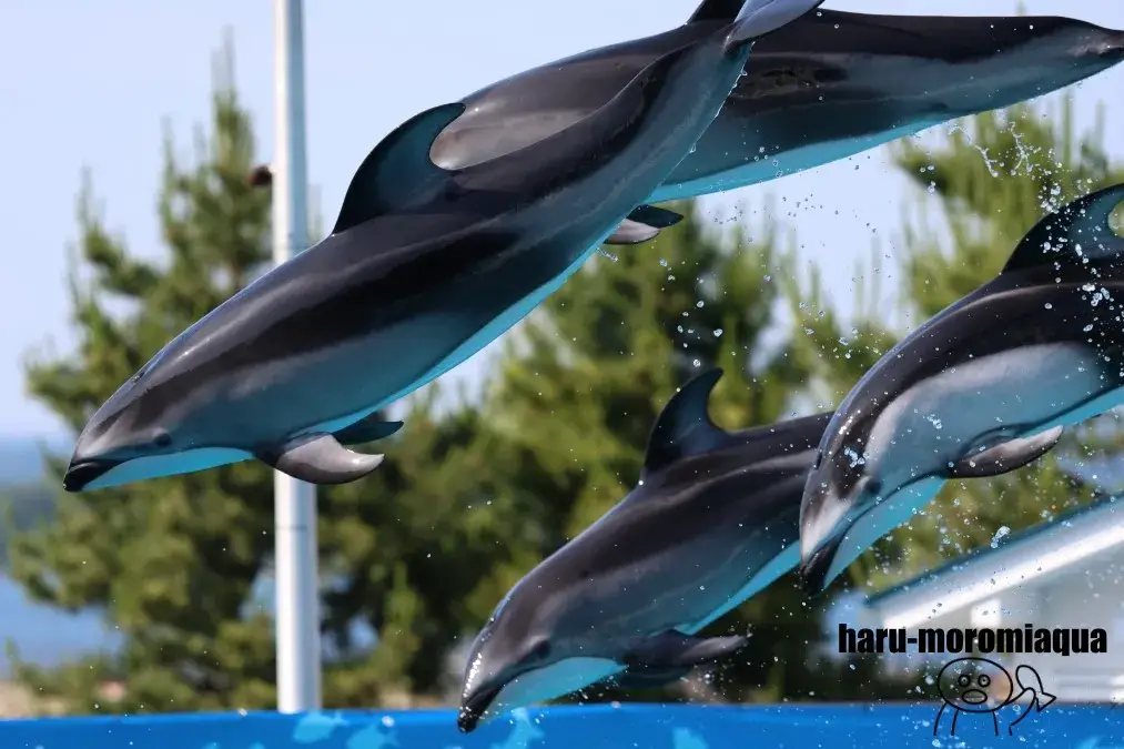 のとじま水族館 イルカショー