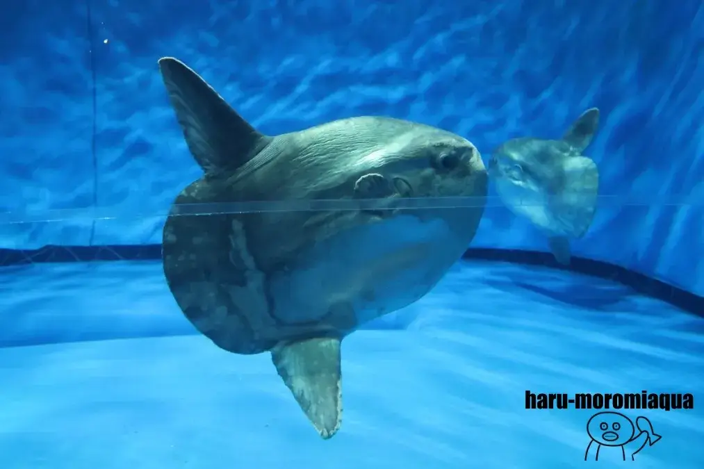 アクアワールド大洗　マンボウ