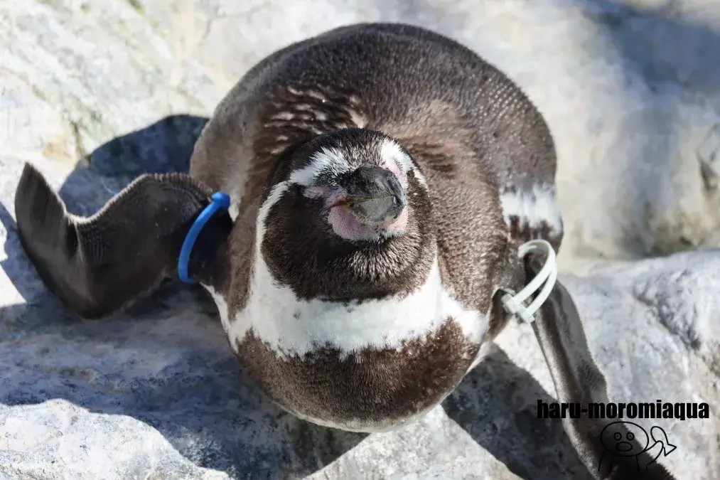 アクアワールド大洗　ペンギン