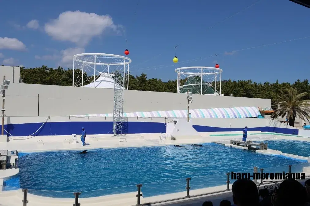 鴨川シーワールド　イルカスタジアム