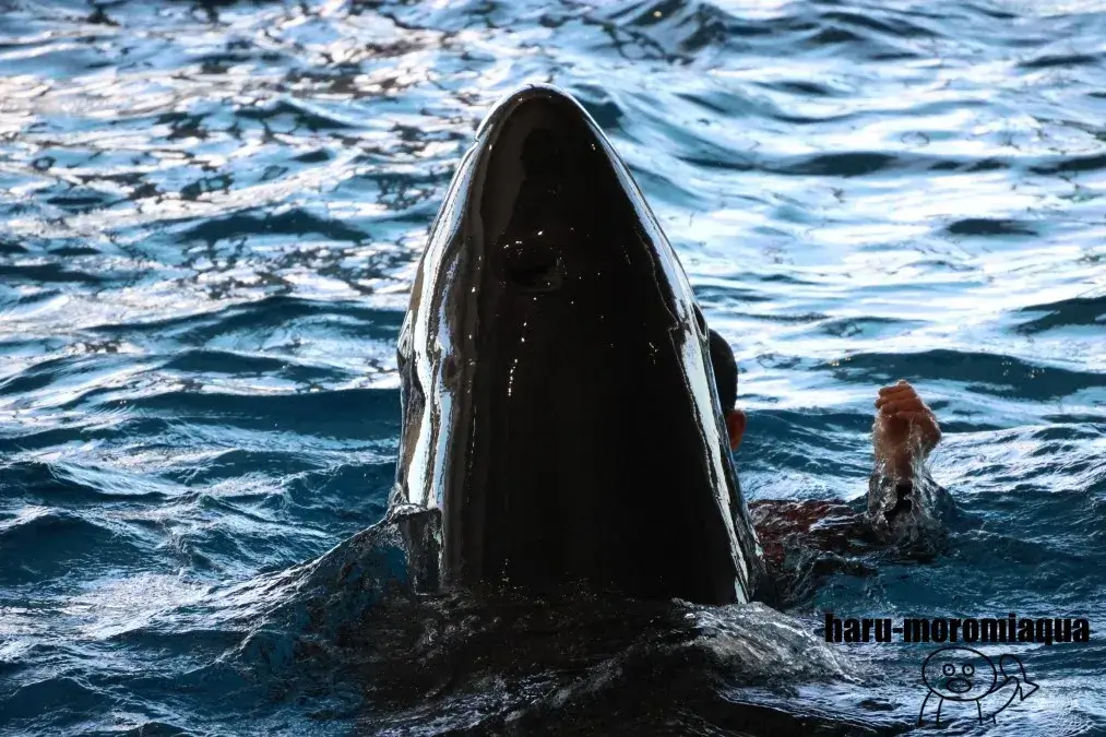 アクアワールド大洗　クジラ