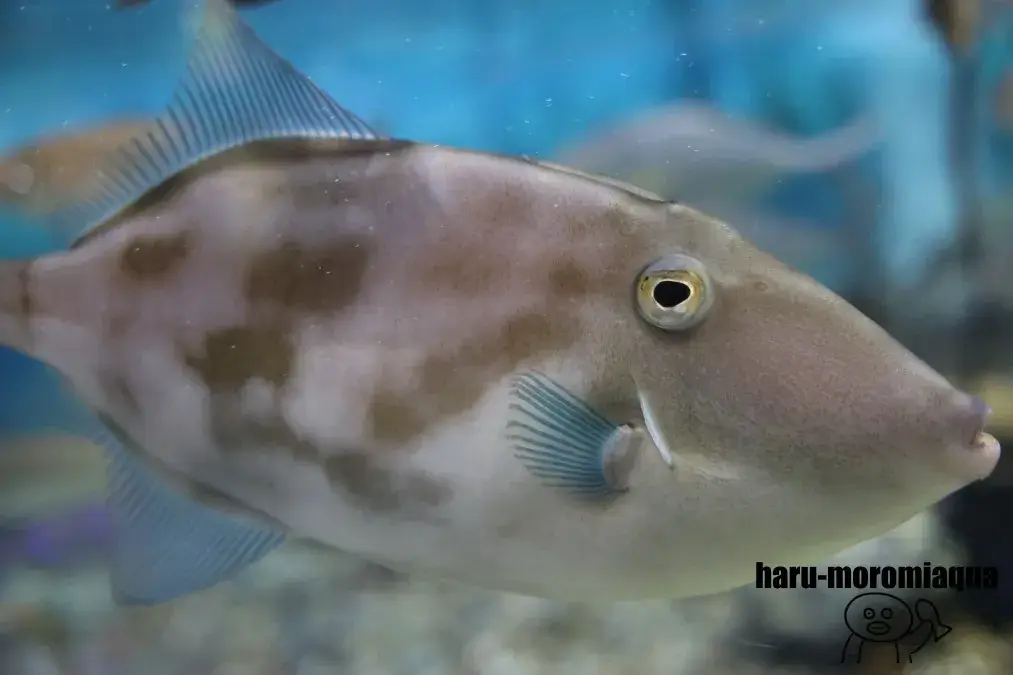 魚津水族館 カワハギ