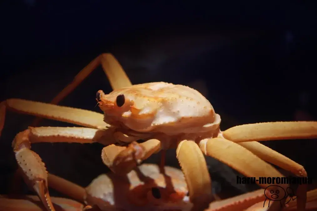 魚津水族館 ズワイガニ