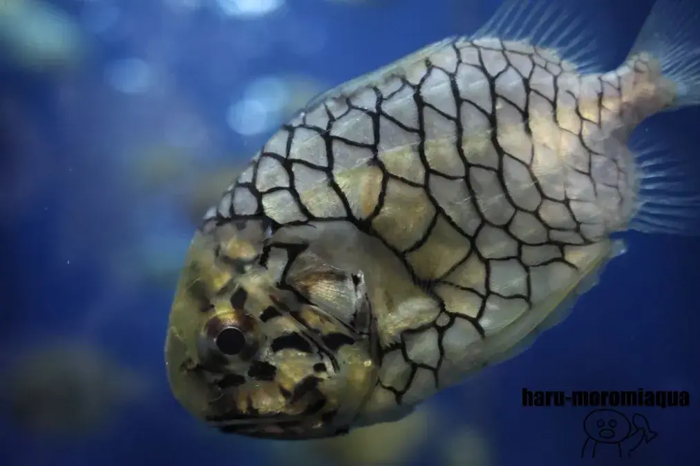 魚津水族館 マツカサウオ