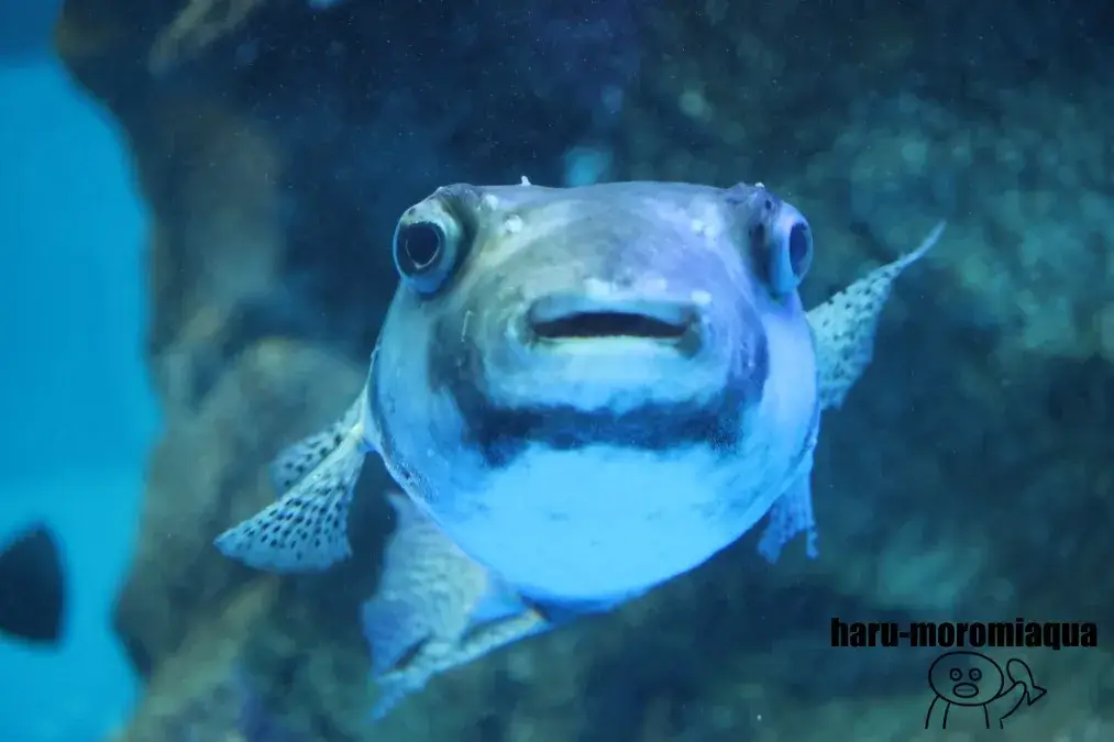 魚津水族館 ふぐ