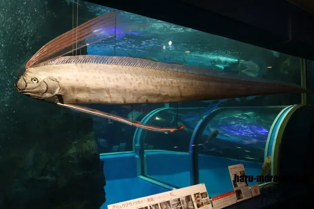 魚津水族館 リュウグウノツカイ