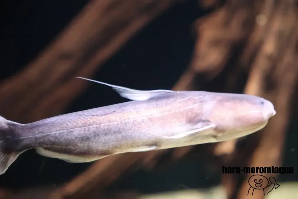 魚津水族館 ブルーカンディル