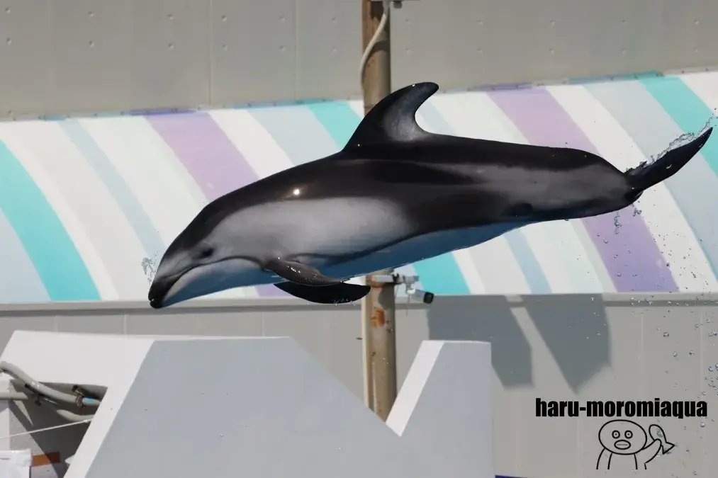 鴨川シーワールド　カマイルカ