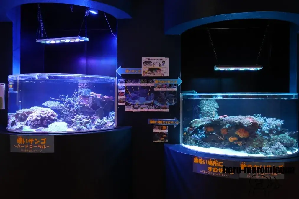 魚津水族館