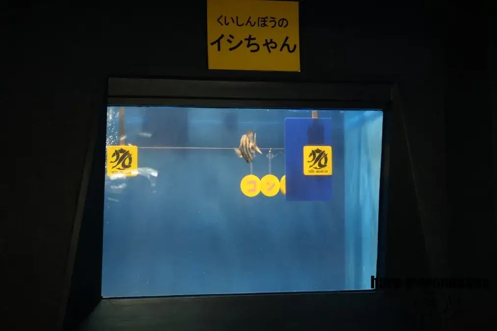 魚津水族館 おさかなショー
