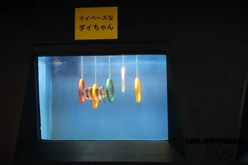 魚津水族館 おさかなショー
