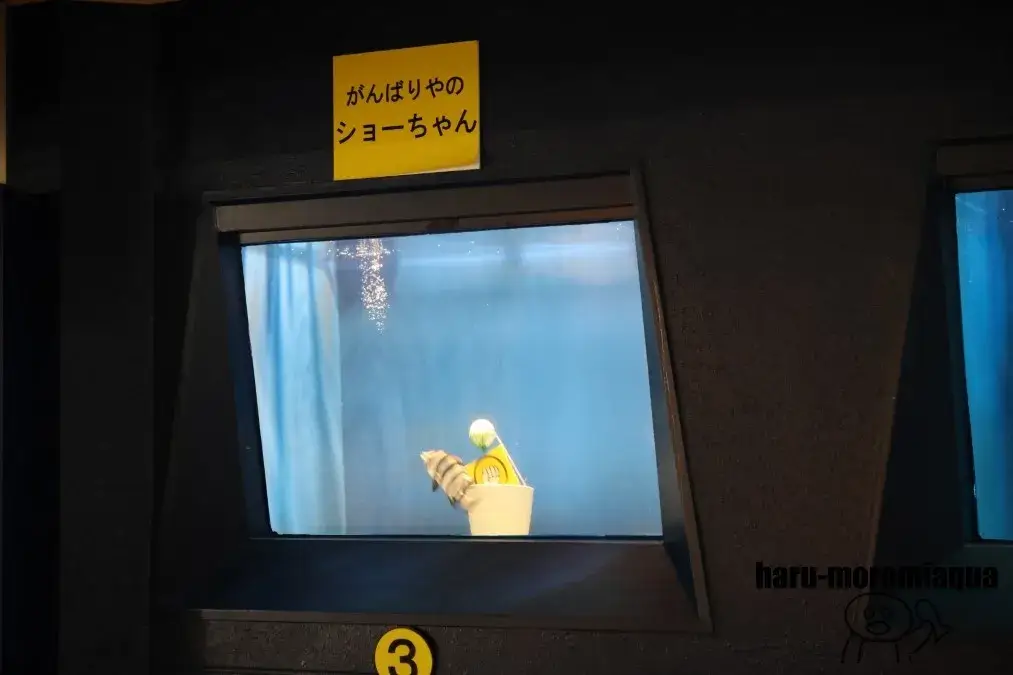 魚津水族館 おさかなショー
