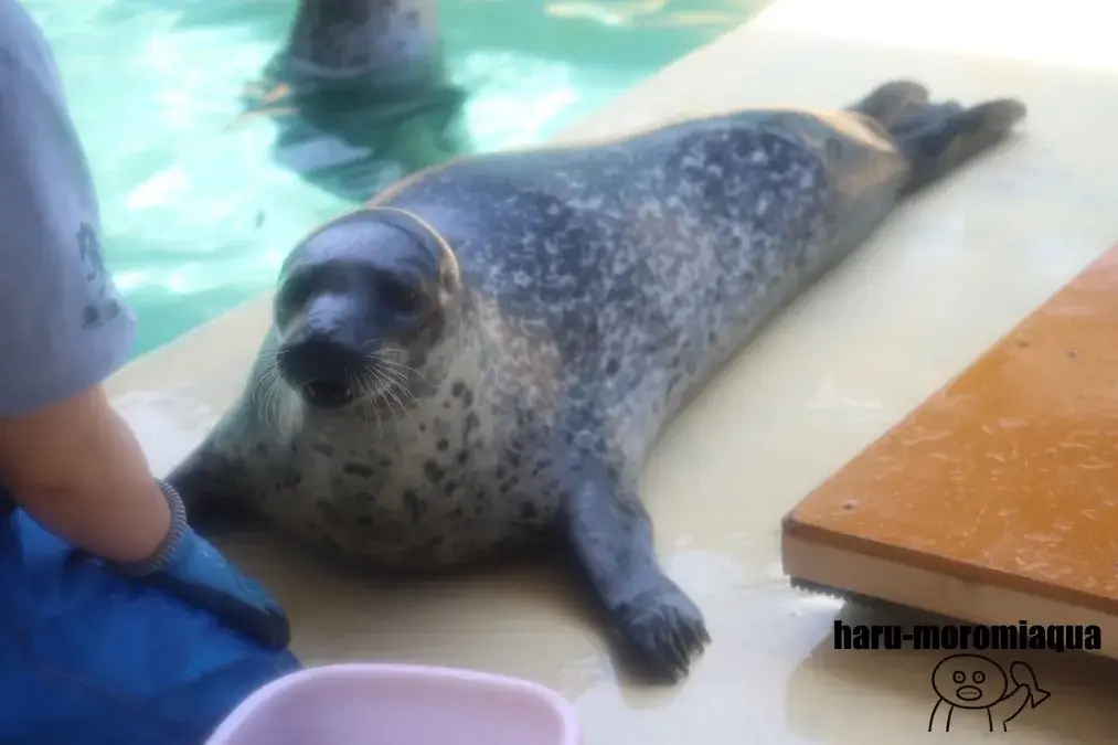 魚津水族館 アザラシ