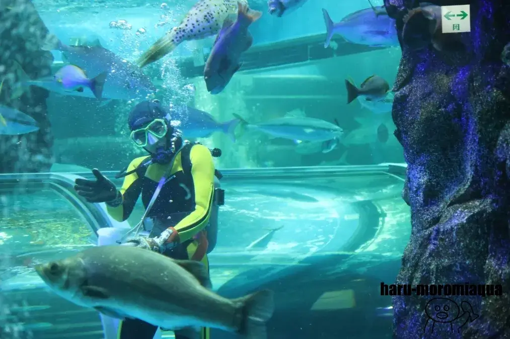 魚津水族館 ダイバー