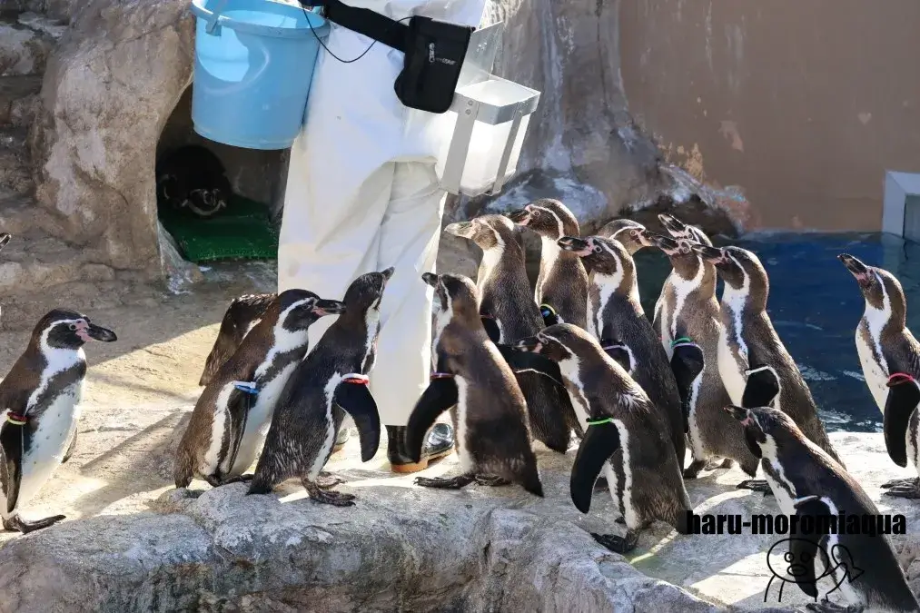 アクアワールド大洗　フンボルトペンギン