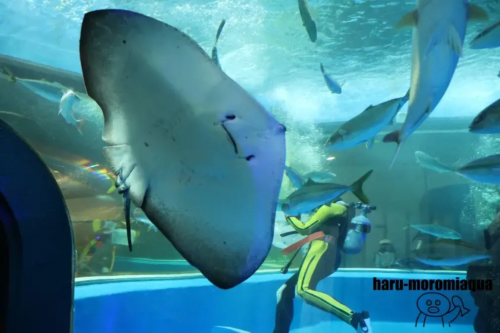 魚津水族館 エイ