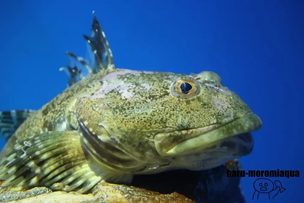 アクアワールド大洗　トゲカジカ