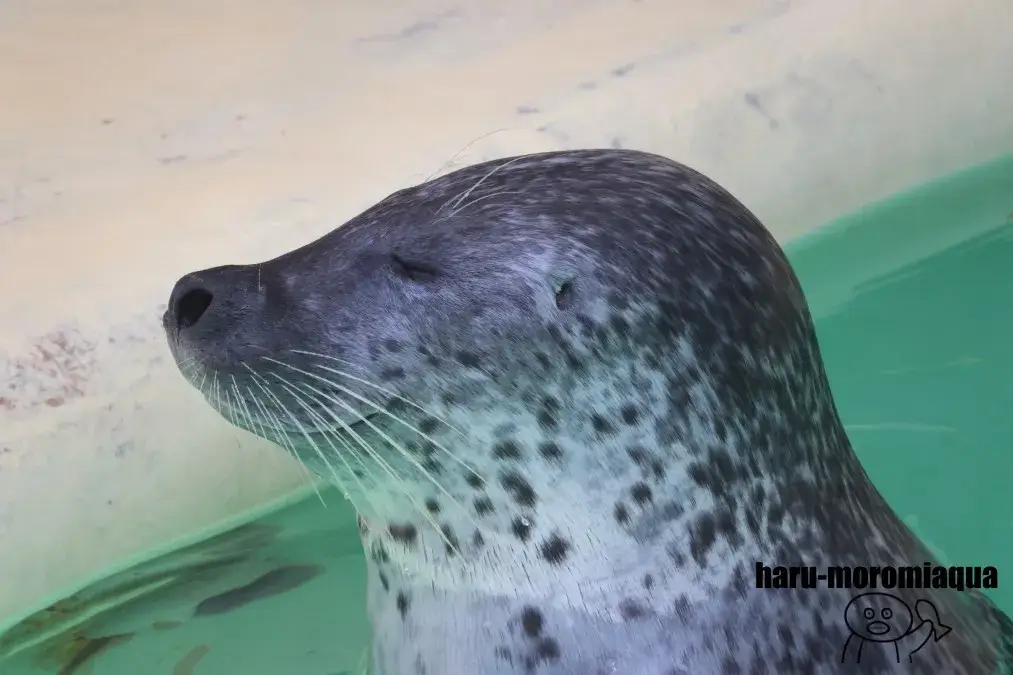 魚津水族館 ゴマフアザラシ