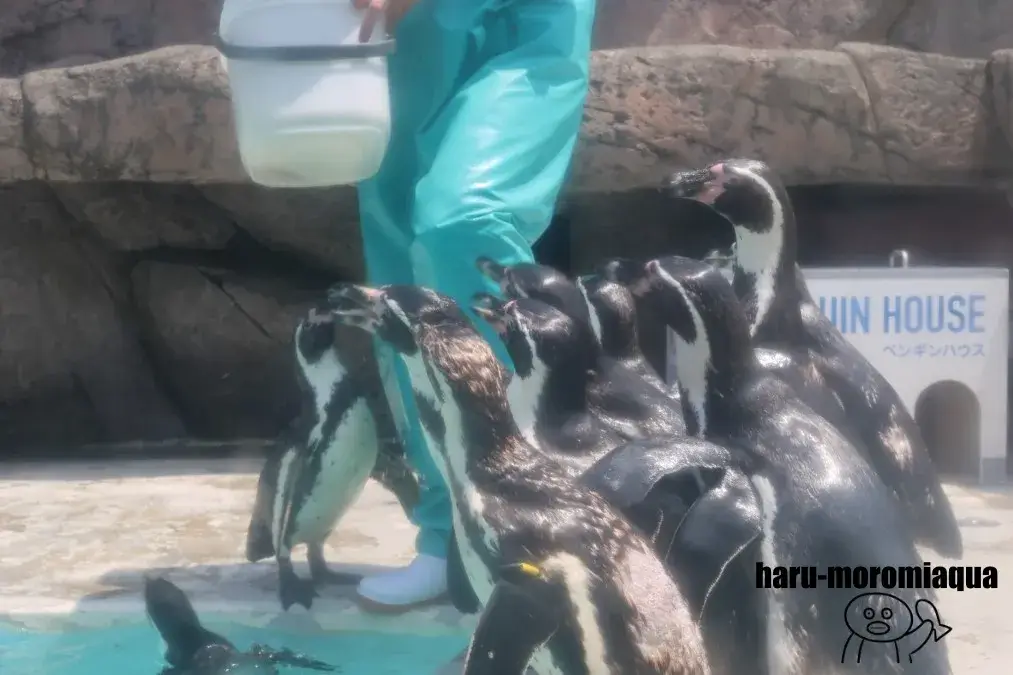 魚津水族館 フンボルトペンギン