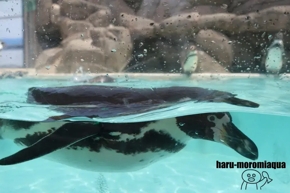 魚津水族館 ペンギン