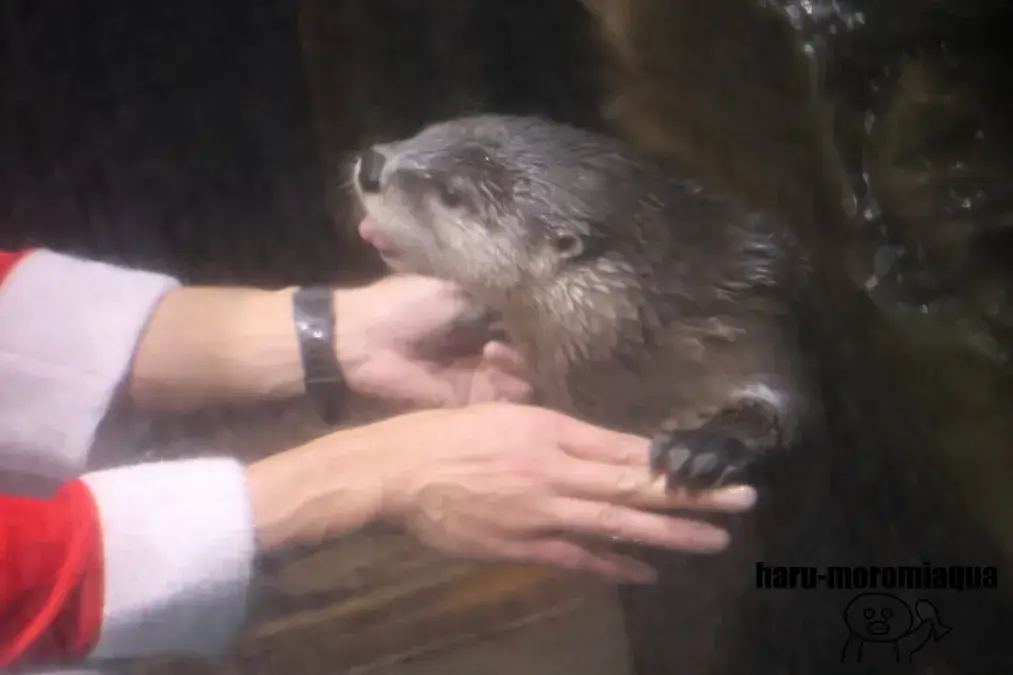 アクアワールド大洗　カワウソ