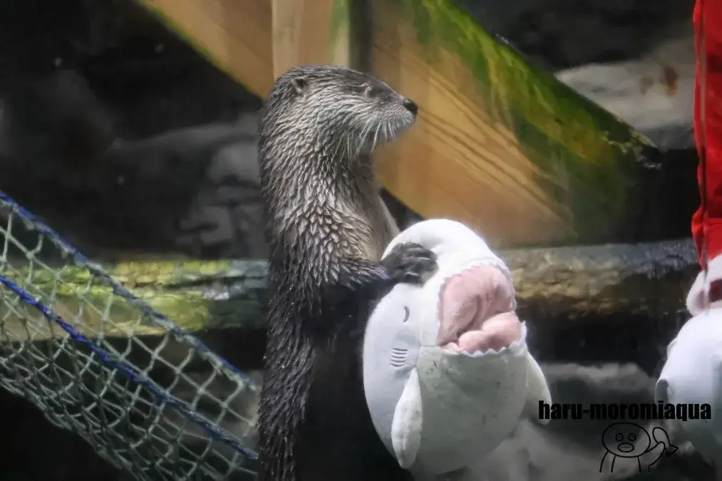 アクアワールド大洗　カナダカワウソ