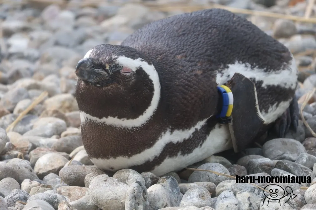うみがたり マゼランペンギン