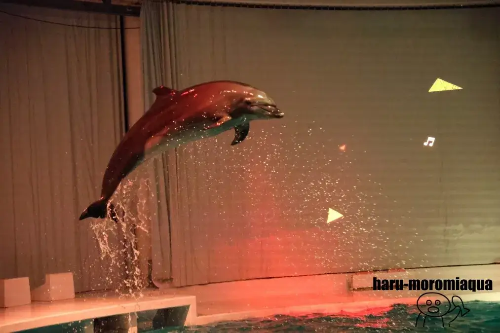 アクアワールド大洗　NIGHT AQUAWORLD