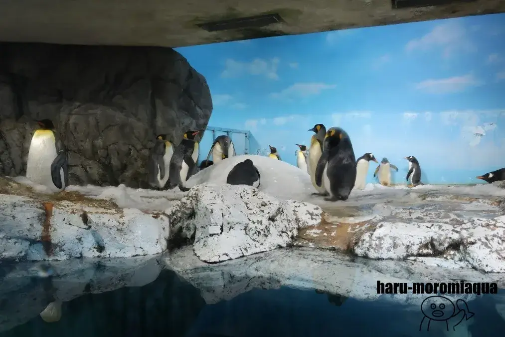 鴨川シーワールド　ペンギン