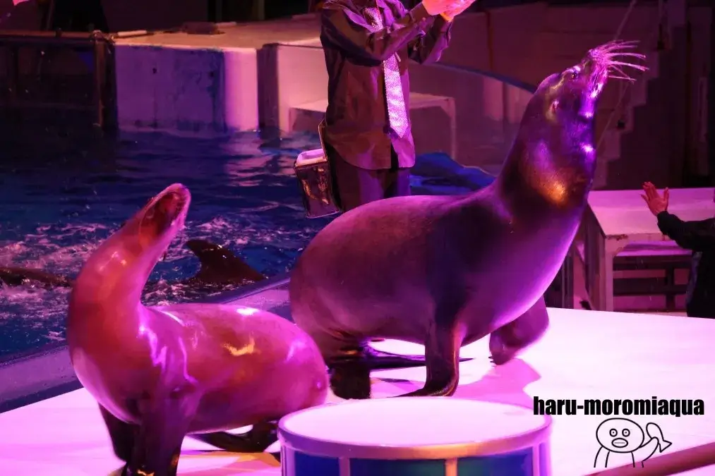 アクアワールド大洗　NIGHT AQUAWORLD