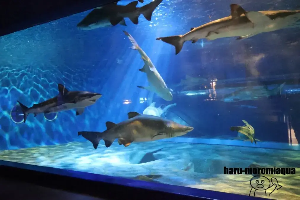 アクアワールド大洗　NIGHT AQUAWORLD