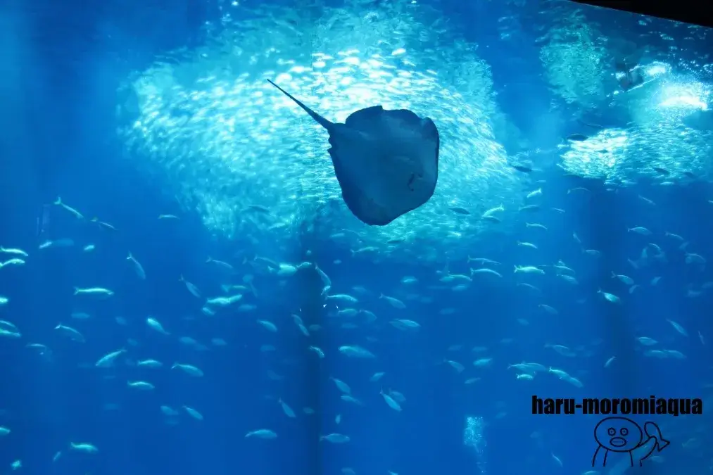 アクアワールド大洗　NIGHT AQUAWORLD