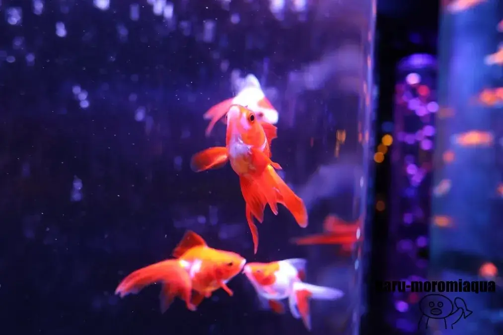 アートアクアリウム美術館　金魚