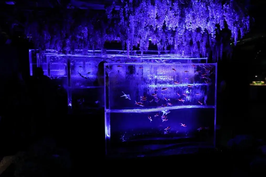 アートアクアリウム美術館