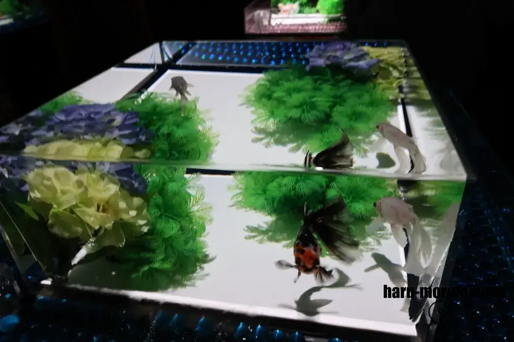 アートアクアリウム美術館