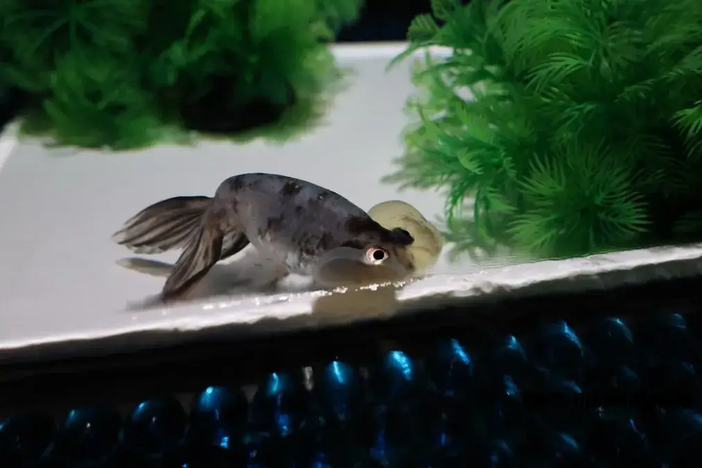 アートアクアリウム美術館　スイホウガン