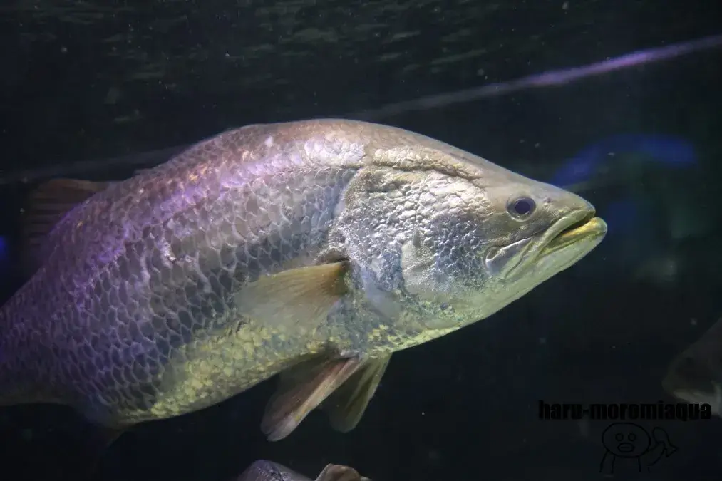 カワスイ　魚