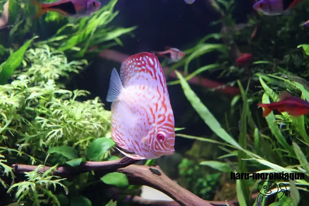 アク和リウム　ディスカス