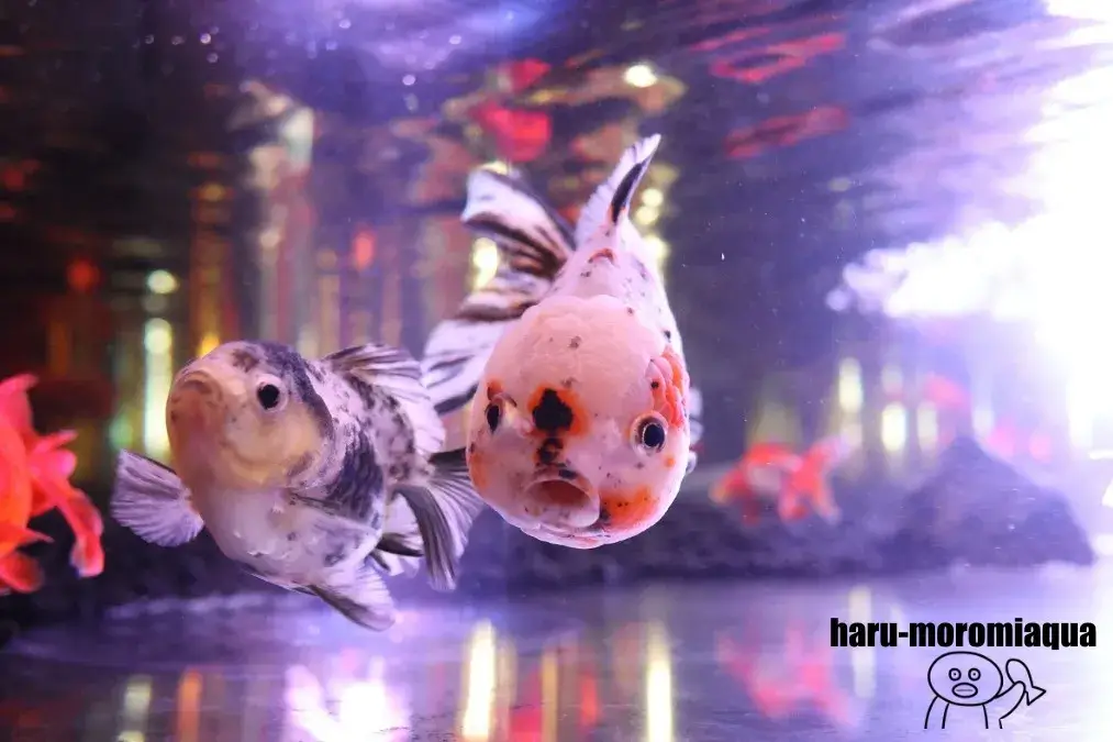 アク和リウム　金魚